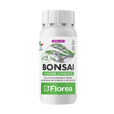 Bonsai di Florea