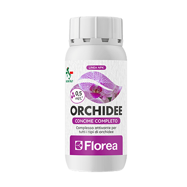 Orchidee di Florea