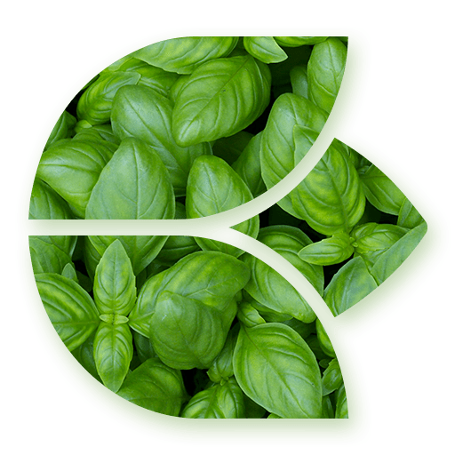 Intro Florea